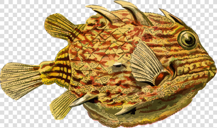 Fish organism seafood   Color Palette Seafood  HD Png DownloadTransparent PNG