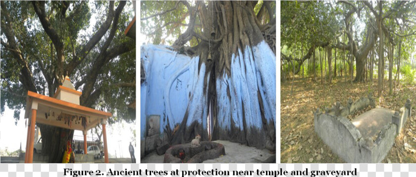 Ancient Trees At Protection Near Temple And Graveyard   Lodgepole Pine  HD Png DownloadTransparent PNG