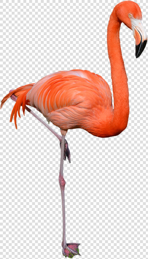 Flamingo Png Image   Flamingo Png  Transparent PngTransparent PNG