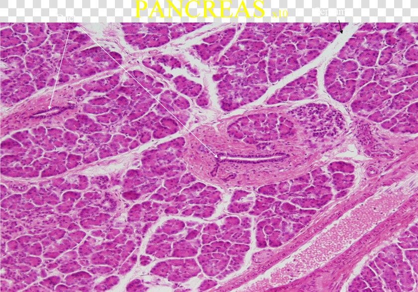 Interlobular And Intralobular Ducts  HD Png DownloadTransparent PNG