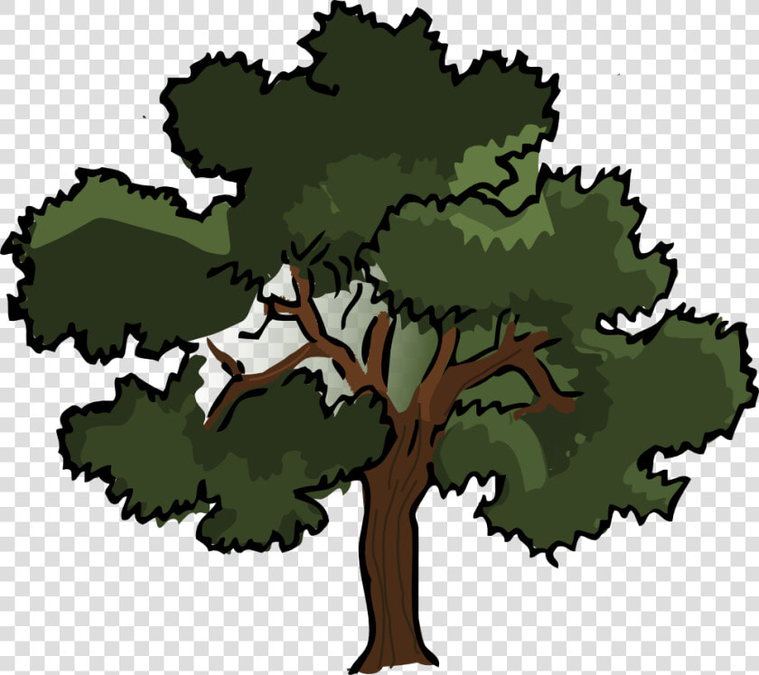 Swamp Spanish Tree Pine   Oak Clipart  HD Png DownloadTransparent PNG