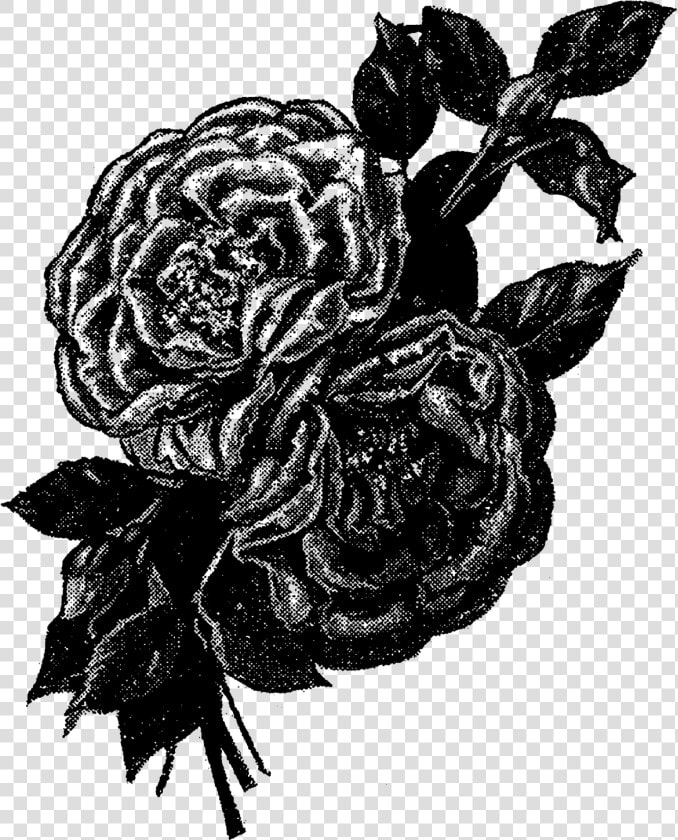 These Are All Pretty Vintage Rose Images With Leaves   Garden Roses  HD Png DownloadTransparent PNG