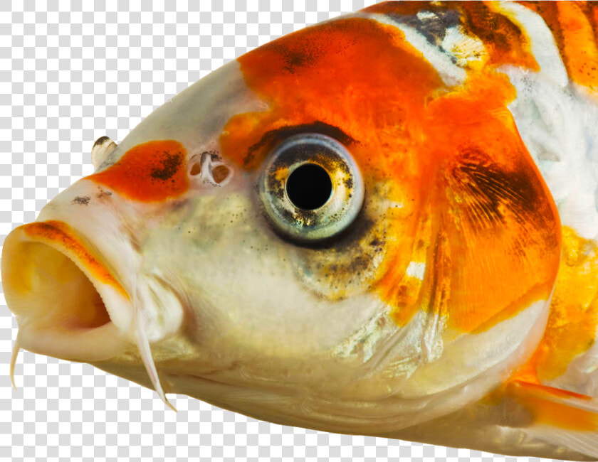 Koi Fish Eyes   Png Download   Eyes Of Koi Fish  Transparent PngTransparent PNG