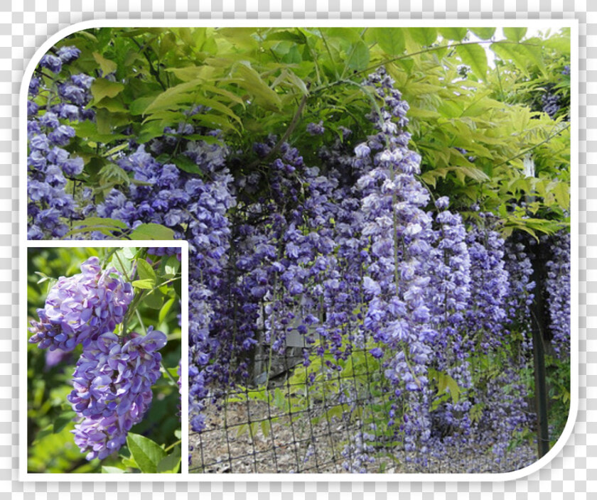 Picture   Wisteria Floribunda Royal Purple  HD Png DownloadTransparent PNG