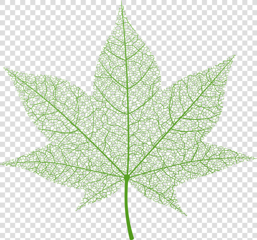 Transparent Green Autumn Leaf Png Clip Art Image   Autumn Clear Background Leaves Png Transparent  Png DownloadTransparent PNG