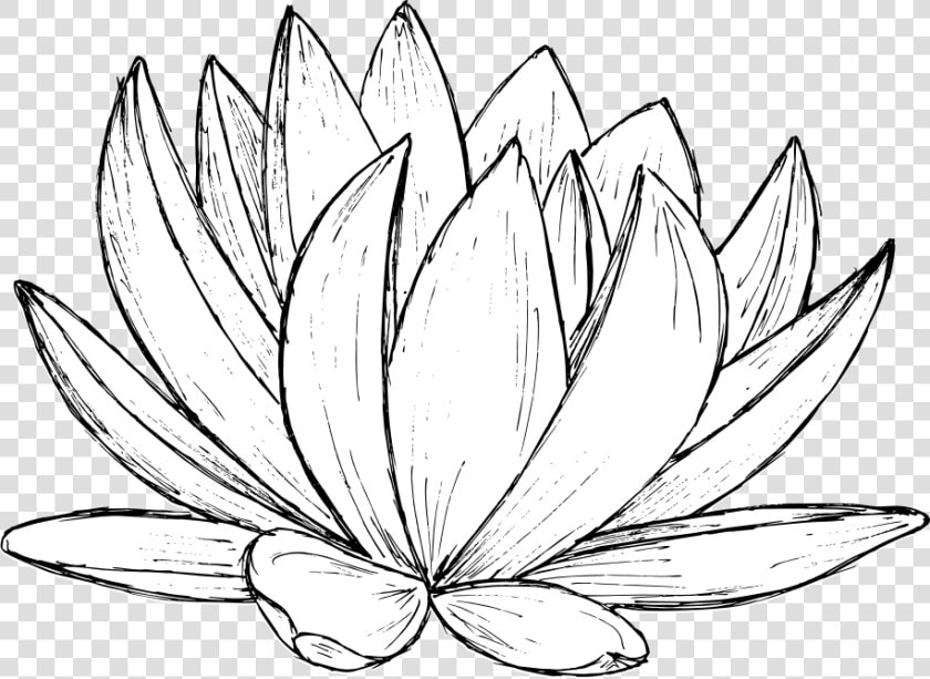 Lotus Drawing 1   Sacred Lotus  HD Png DownloadTransparent PNG