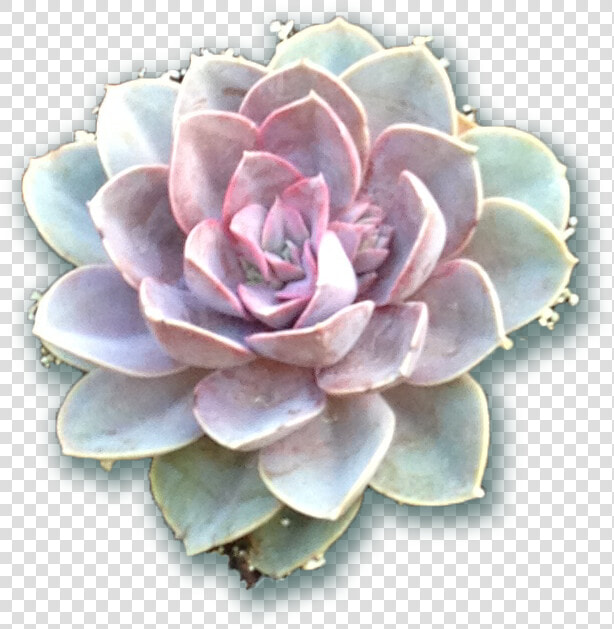 Succulents From The Fresh Herb Co Longmont Colorado   Transparent Background Succulent Png  Png DownloadTransparent PNG