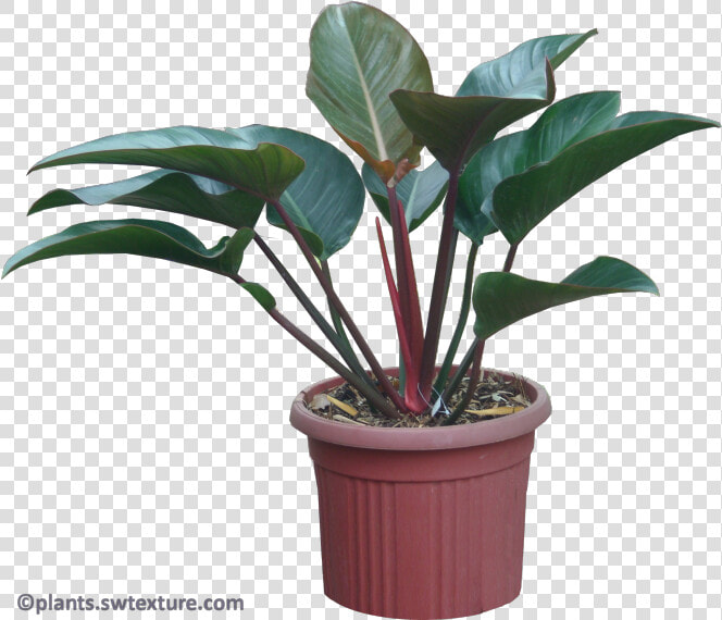 Philodendron Red Congo   Plant A Red Congo  HD Png DownloadTransparent PNG