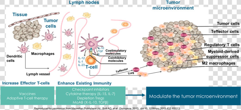 Transparent Cancer Cell Png   Immune Cells Kill Cancer  Png DownloadTransparent PNG