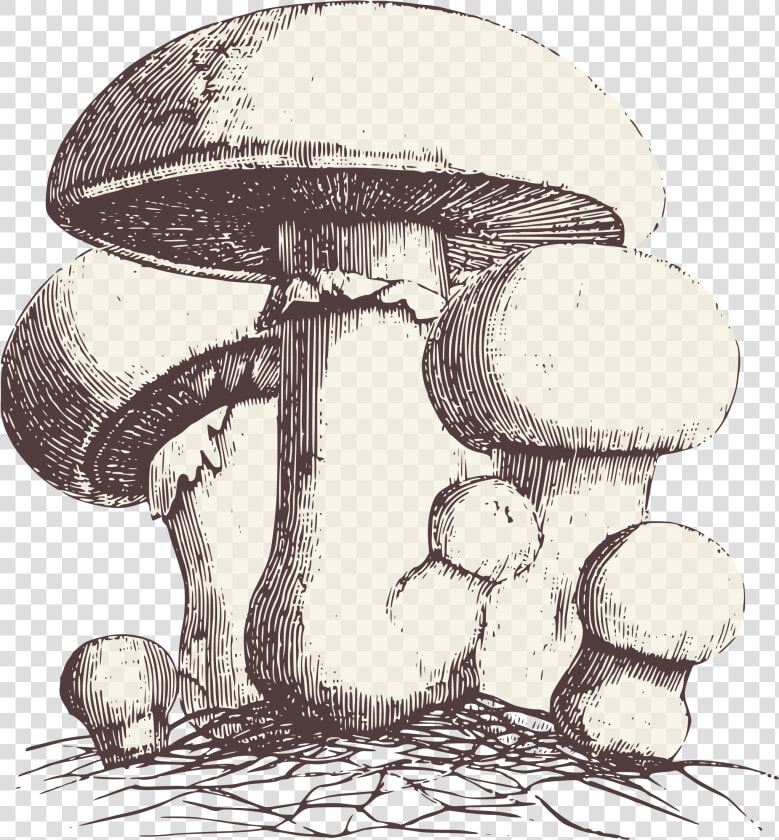 Transparent Fungi Clipart   Alice In Wonderland French Art  HD Png DownloadTransparent PNG