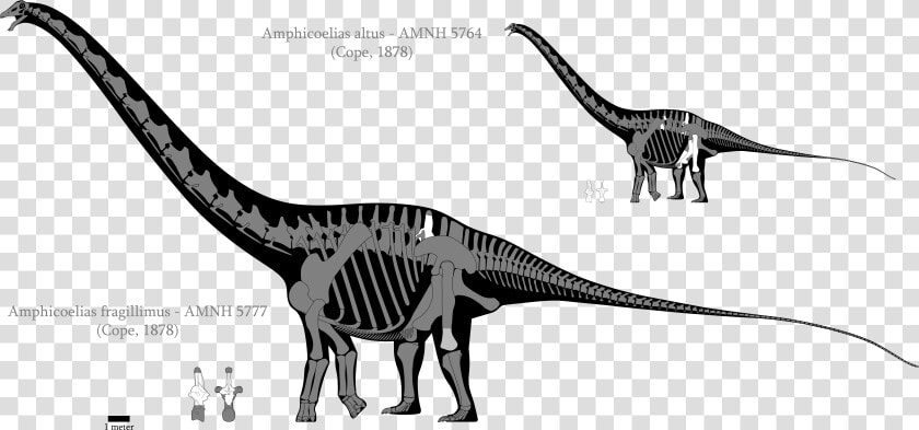 Brontosaurus Drawing Svg   Argentinosaurus Diplodocus  HD Png DownloadTransparent PNG