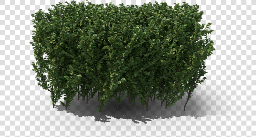 Hedge  HD Png DownloadTransparent PNG