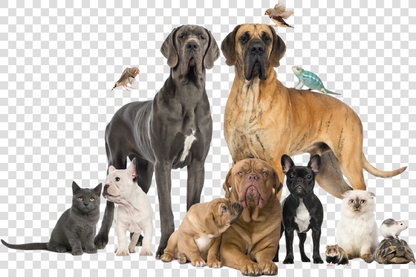 Group Of Pets   Vet Clinic Animals  HD Png DownloadTransparent PNG