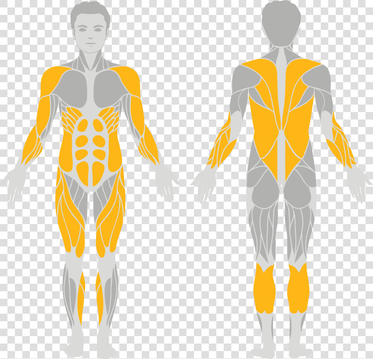 Easy Muscular System Diagram  HD Png DownloadTransparent PNG