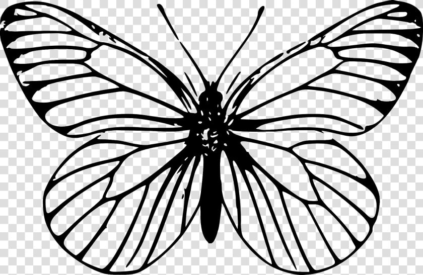 Clip Art Butterfly Outline   Outline Drawing Of Butterfly  HD Png DownloadTransparent PNG