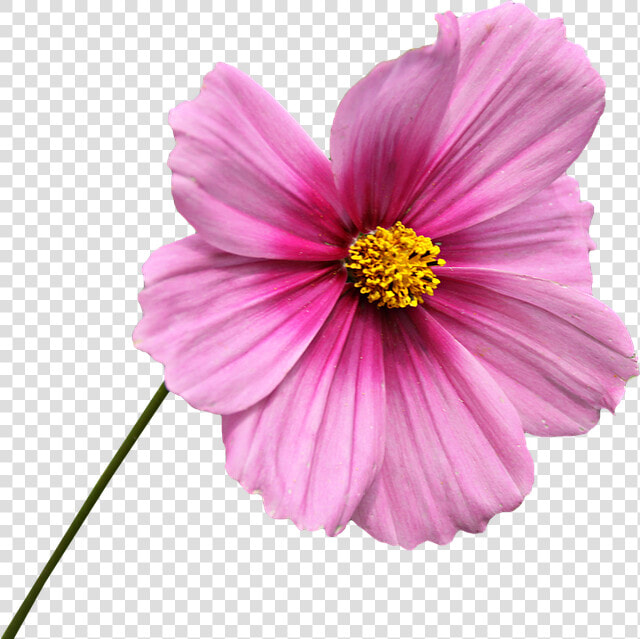 Png  Clipping  Flower  Graphics  Cosmos  Rose Petals   Pink Flower With Stem Png  Transparent PngTransparent PNG