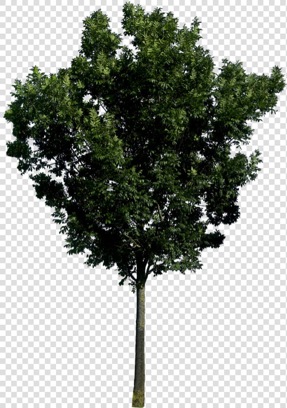 Tree Png Free   Trees In Elevation Png  Transparent PngTransparent PNG