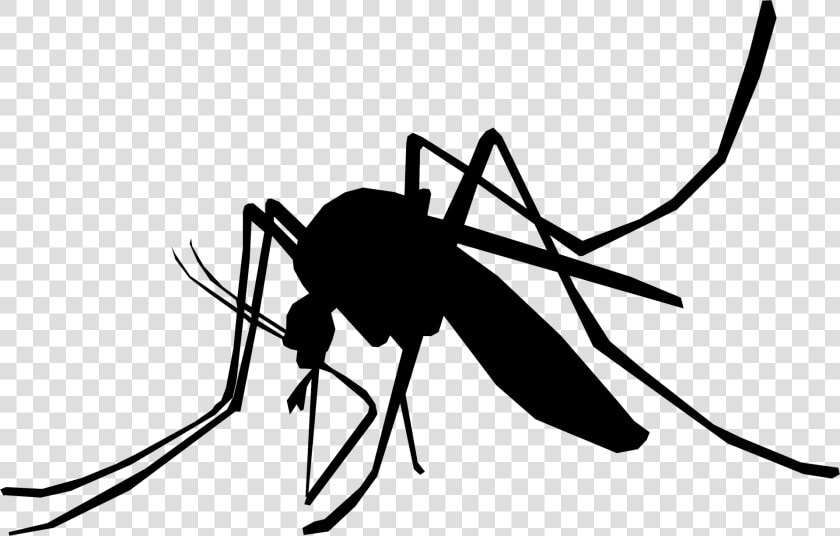 Pregnant Women At Higher Risk For Zika   Mosquito Silhouette Transparent  HD Png DownloadTransparent PNG