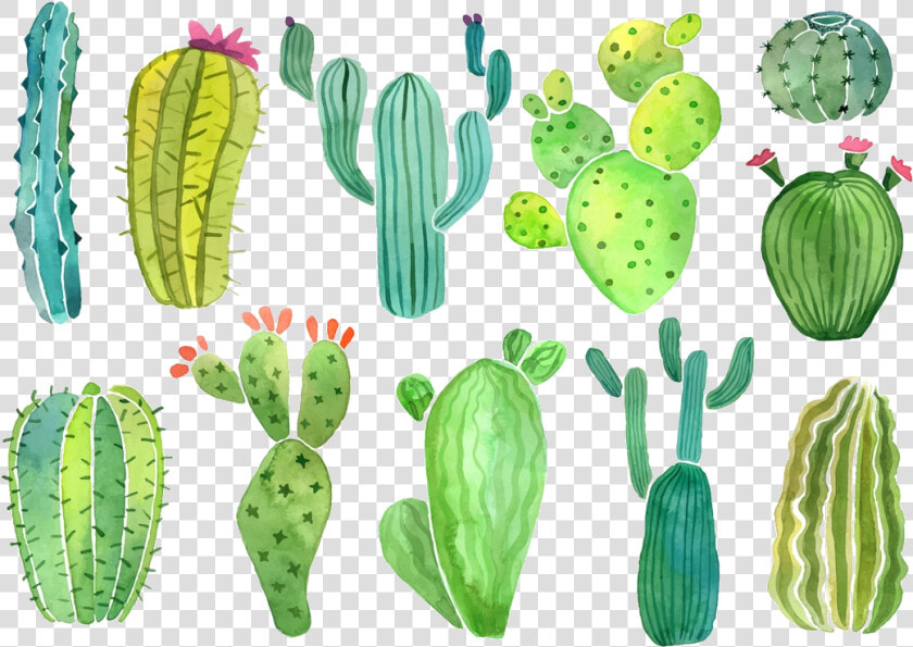 Cactus Clip Art Clipart Photo Transparent Png   Cacti And Succulents Clipart  Png DownloadTransparent PNG