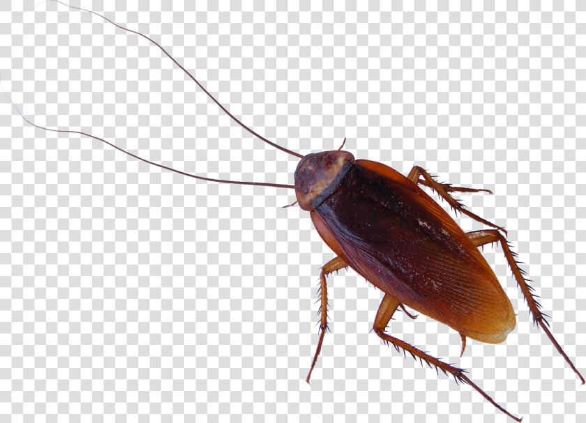 Roach Png   Cockroach Png  Transparent PngTransparent PNG