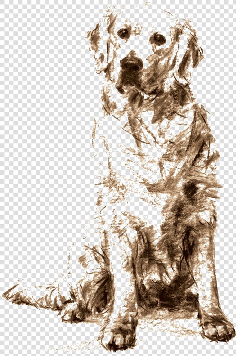 Golden Retriever Sitting Drawing   Png Download   Dogs Golden Retriever Sketches  Transparent PngTransparent PNG