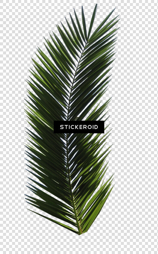 Palm Tree Leaf   Png Download   Palm Tree Leaf  Transparent PngTransparent PNG