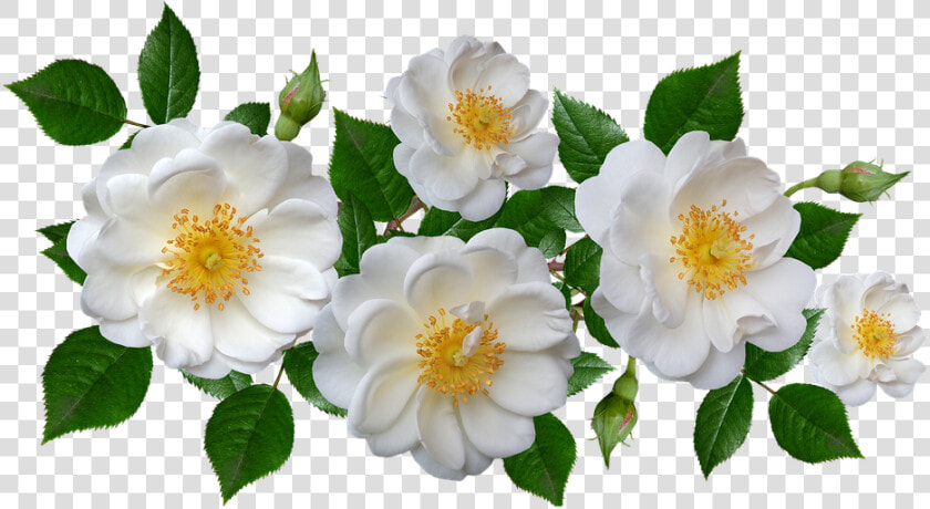 Burnet Rose  HD Png DownloadTransparent PNG