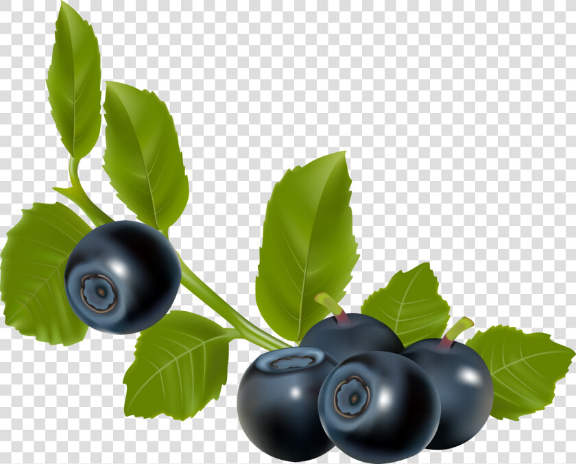 Arándano   Aronia Vector  HD Png DownloadTransparent PNG