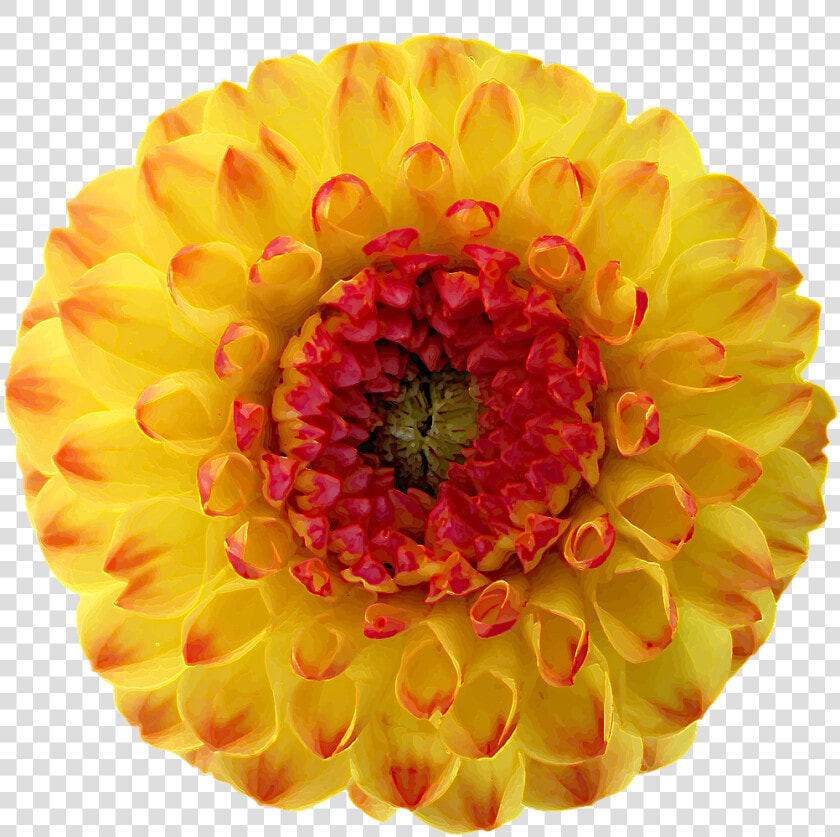 Dahlia Blossom Bloom Free Photo  HD Png DownloadTransparent PNG