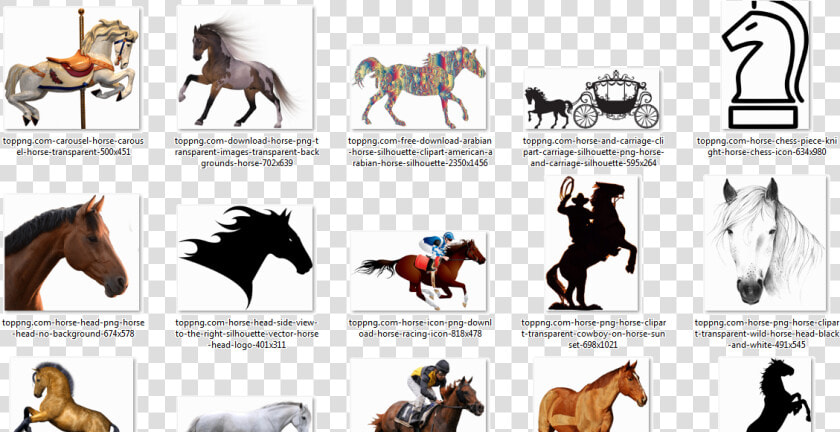 صور احصنه بدون خلفيه Horse Png ترايدنت   Stallion  Transparent PngTransparent PNG