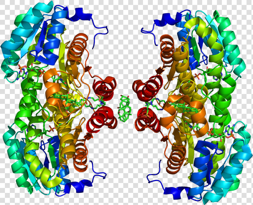 Protein Hsd11b1 Pdb 1xu7 No Fog  HD Png DownloadTransparent PNG