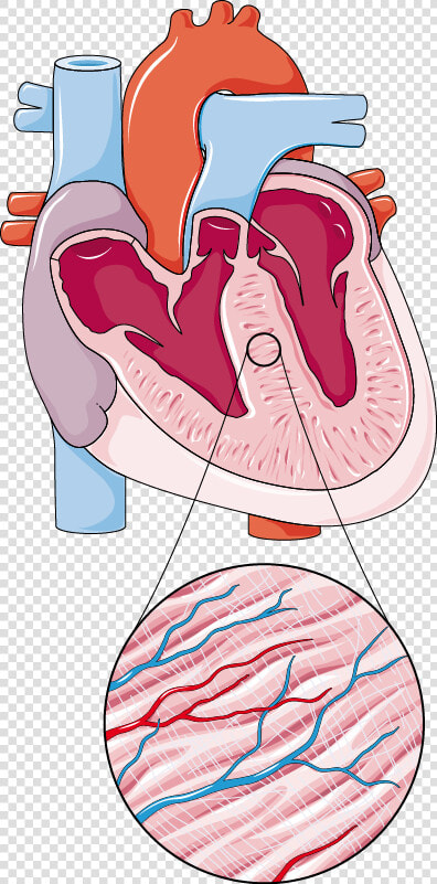 Tac Heart Failure Model  HD Png DownloadTransparent PNG