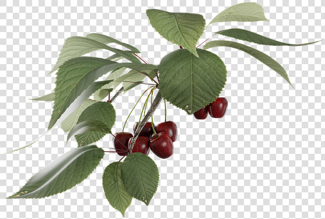 Cherry  Fruit  Transparent  A Branch   Cherry Fruit Branch  HD Png DownloadTransparent PNG