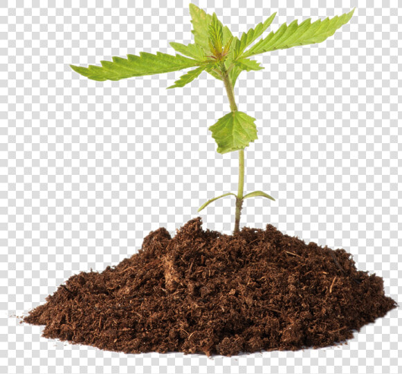 Cannabis Strategic Partners   Im Just A Little Plant  HD Png DownloadTransparent PNG