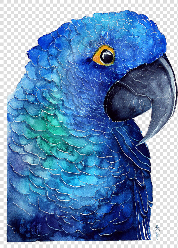 Blue Parrot Download Transparent Png Image   Papuga Grafika  Png DownloadTransparent PNG