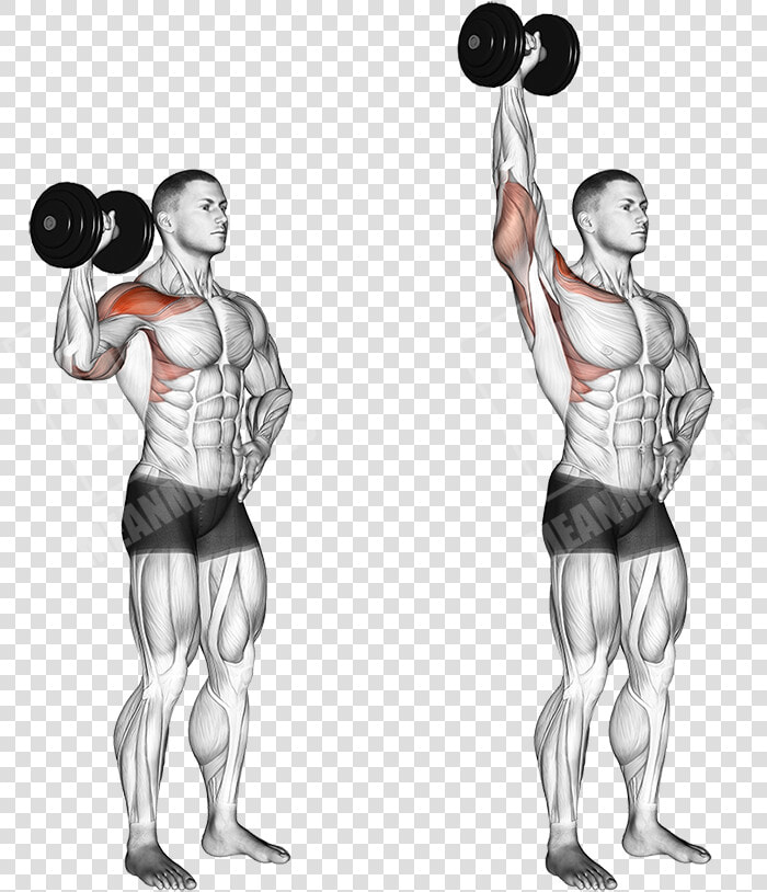 Reverse Dumbbell Curl  HD Png DownloadTransparent PNG