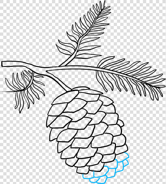 Drawing Of Pine Cones  HD Png DownloadTransparent PNG