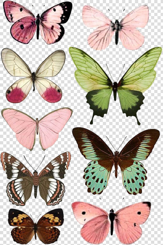 Butterfly Moth Insect Paper Printing Free Download   Butterflies To Print  HD Png DownloadTransparent PNG