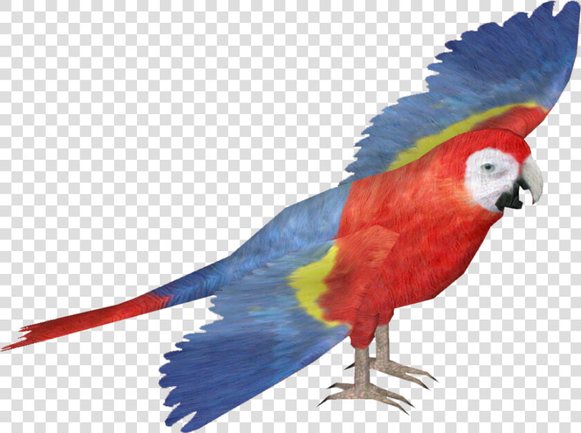 Transparent Macaw Png   Zt2 Macaw  Png DownloadTransparent PNG