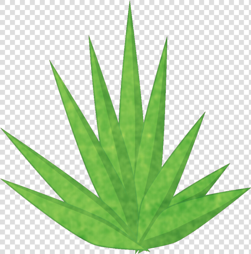 Transparent Yucca Plant Png   Cannabis  Png DownloadTransparent PNG