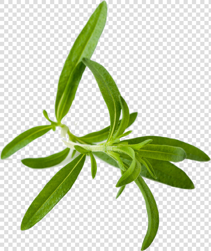 Herb Png Images   Herbs Png  Transparent PngTransparent PNG