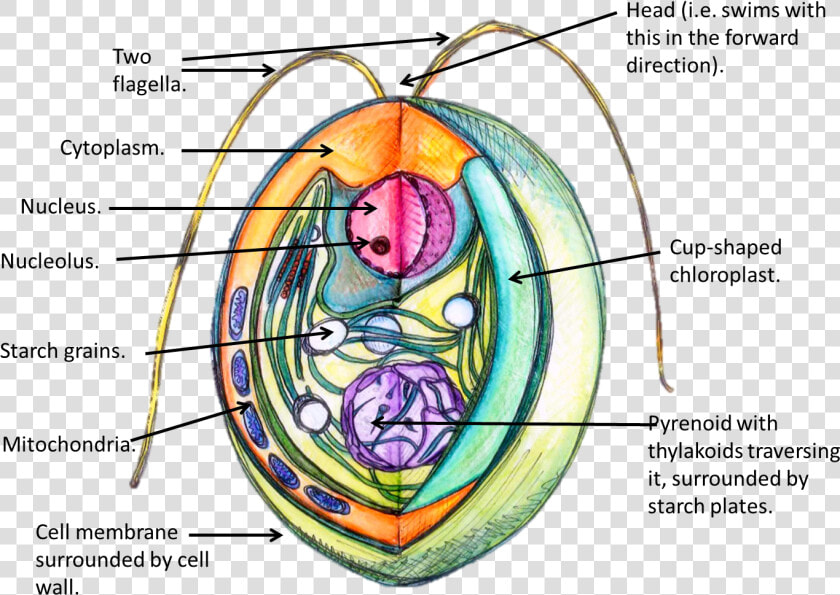 A 3d Labelled Diagram Of A Chlamydomonas Reinhardtii   Struktur Chlamydomonas Sp  HD Png DownloadTransparent PNG