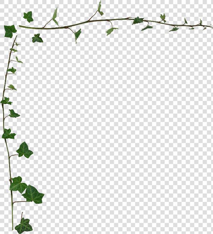 Ivy Vine Border Ivy Vine Wallpaper Border   Ivy Png  Transparent PngTransparent PNG