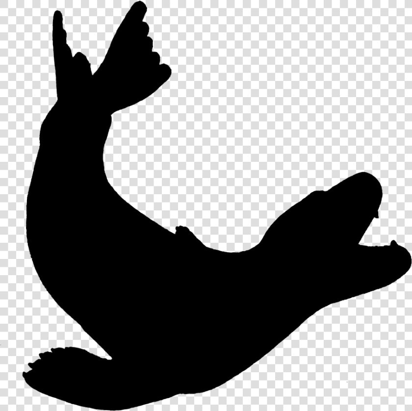 Seals  amp  Sea Lions Leopard Earless Seal   Sea Lion Silhouette  HD Png DownloadTransparent PNG