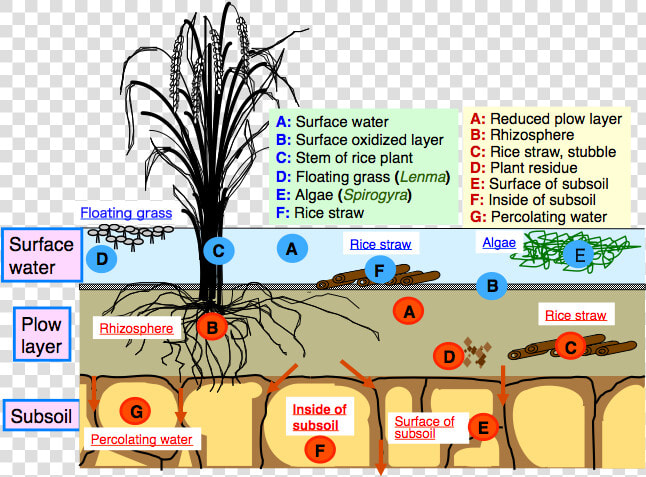 Clipart Rock Soil   Structure Of Paddy Field  HD Png DownloadTransparent PNG