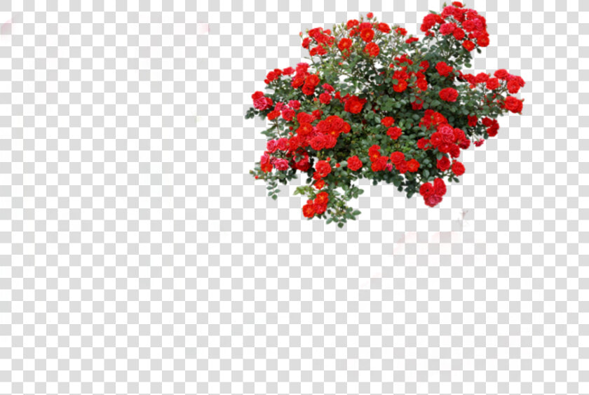  rosebush  roses   Red Rose Bush Png  Transparent PngTransparent PNG