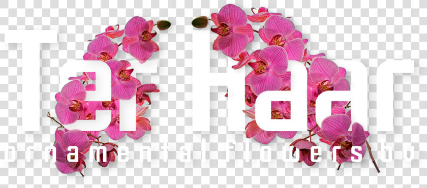 Ter Haar Ornamental Flowers Bv   Ter Haar Ornamental  HD Png DownloadTransparent PNG