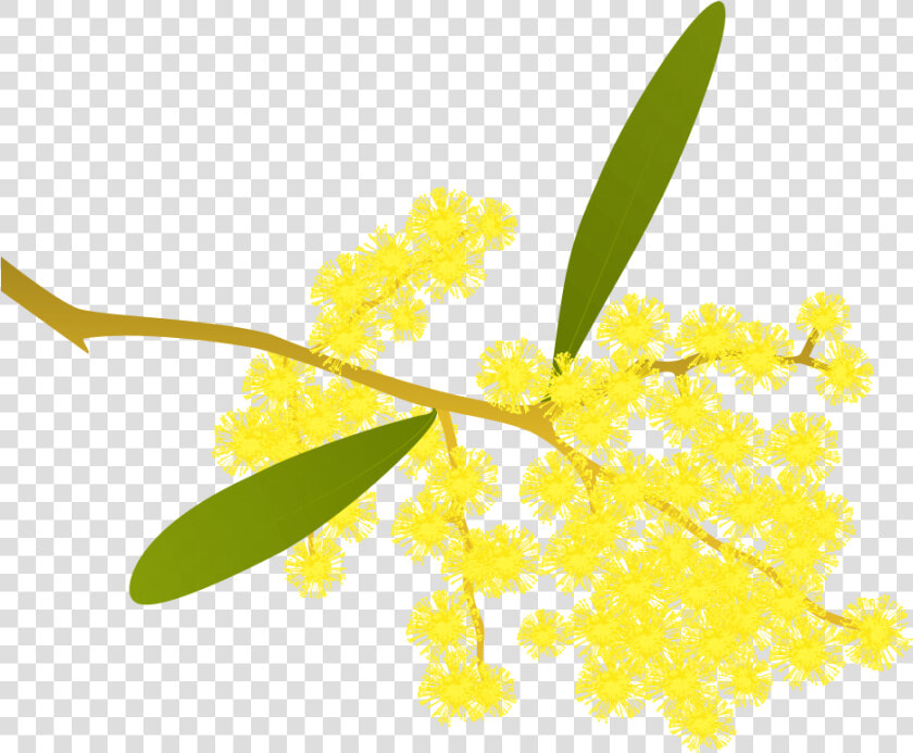 Golden Wattle Acacia Pycnantha   Golden Wattle Clipart  HD Png DownloadTransparent PNG