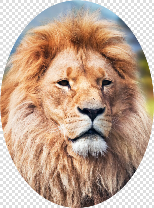 Elliptical Crop Of A Lion   Lion 4k Wallpaper For Android  HD Png DownloadTransparent PNG