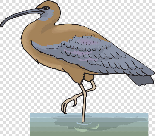 Ibis In Water Svg Clip Arts   Water Bird Vector Png  Transparent PngTransparent PNG